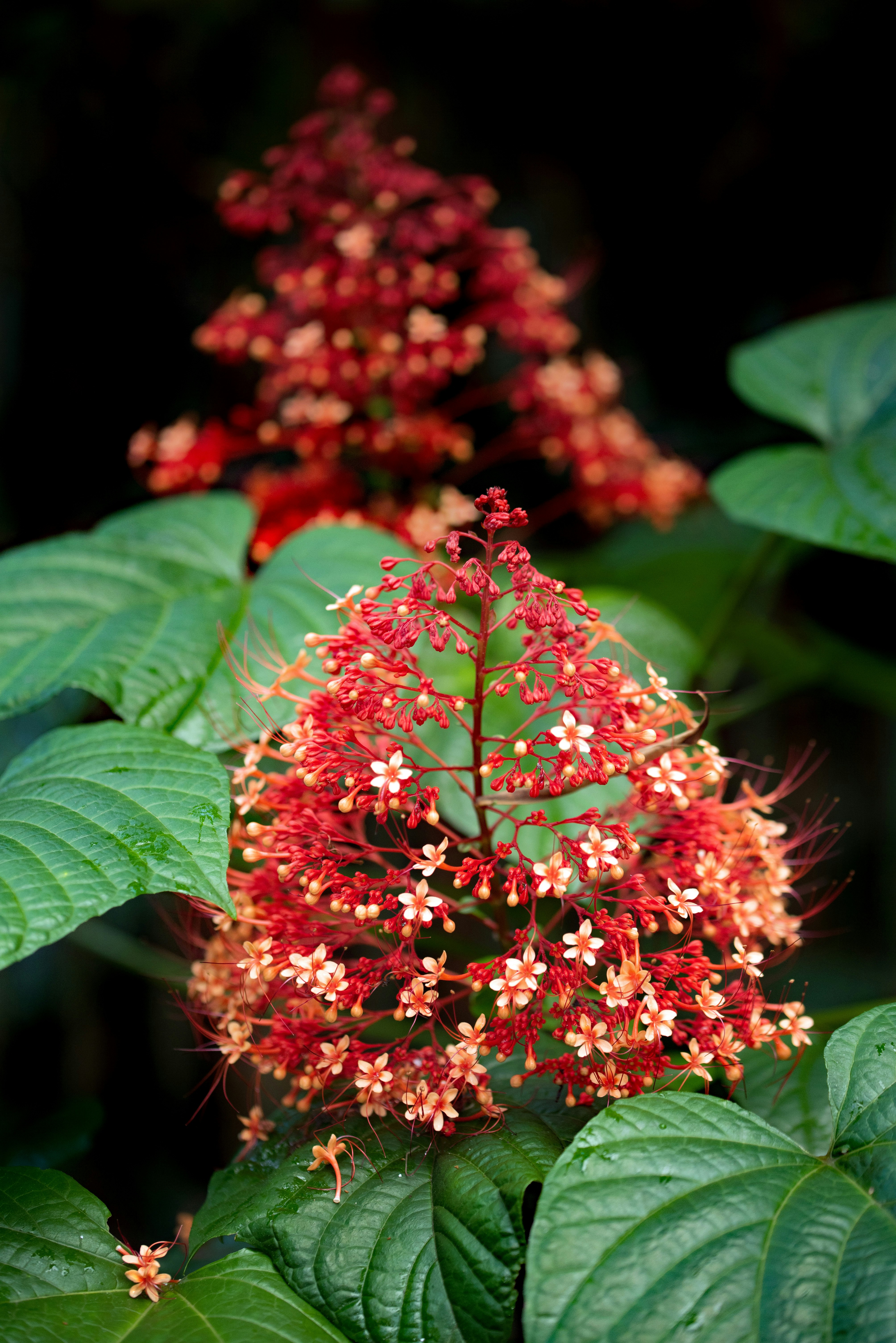 red and green flower in tilt shift lens